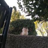 Picture of cat found at St Bres