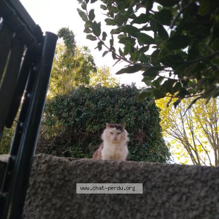 Photo 1/1 Found cat Found in St bres