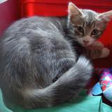 Picture of cat lost at Clermont Ferrand