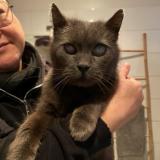 Picture of cat found at Wattrelos