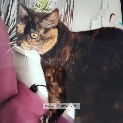 Photo 1/1 Sophie Colin Chat lost in Niort