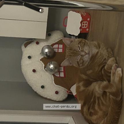 Photo 1/1 A&iuml;ko Chat lost in Lambersart