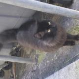 Picture of cat found at Sete