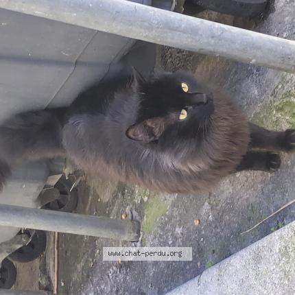 Photo 1/1 Found cat Found in Sete