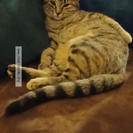 Photo 1/1 Polly Chat lost in Rions