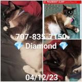 Picture of cat lost at Santa Rosa