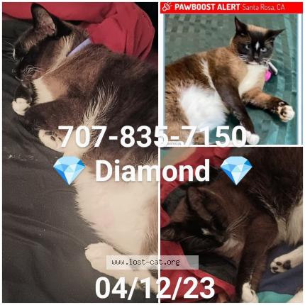 Photo 1/1 Diamond Chat lost in Santa rosa