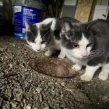 Picture of cat found at La Perouille