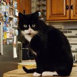 Picture of cat lost at Champsac