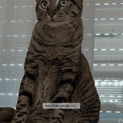 Photo 1/1 Praline Chat lost in Sainte soulle