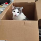 Picture of cat lost at Theziers