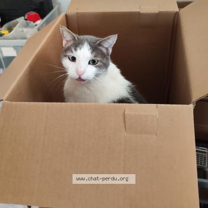 Photo 1/2 Tac Chat lost in Theziers