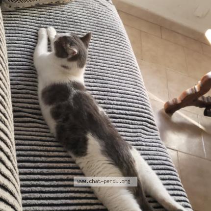 Photo 2/2 Tac Chat lost in Theziers