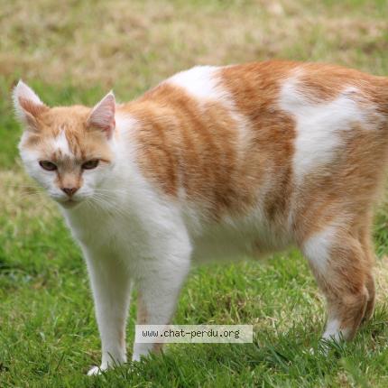 Photo 1/1 Leclerc Agn&egrave;s Chat lost in Saint lo