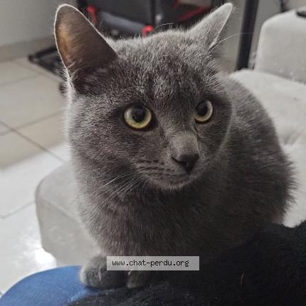 Photo 1/1 Yoshi Chat lost in Saint esteve