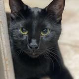 Picture of cat lost at Clairegoutte