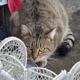 Picture of cat found at Cornesse