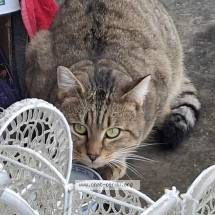 Photo 1/1 Found cat Found in Cornesse