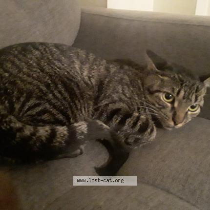 Photo 1/1 Bella Chat lost in Ajax