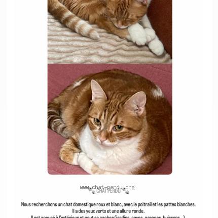 Photo 1/1 Pamuk Chat lost in Aubervilliers