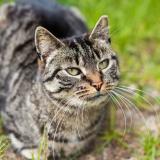 Picture of cat found at Nevers