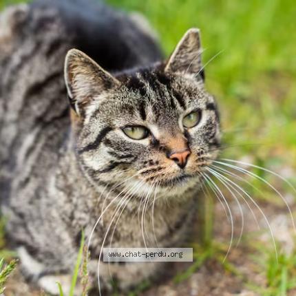 Photo 1/1 Found cat Found in Nevers