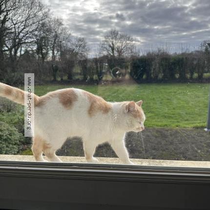 Photo 1/1 Found cat Found in Pedernec