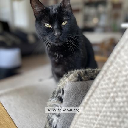 Photo 1/1 Pacha Chat lost in Gap