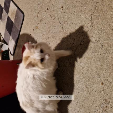 Photo 1/1 Found cat Found in Montrelais