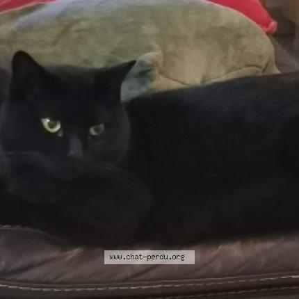 Photo 1/1 Malagas Chat lost in Venterol