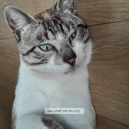 Photo 1/1 Vigo Chat lost in Janze