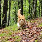 Picture of cat lost at St Pierre D Entremont