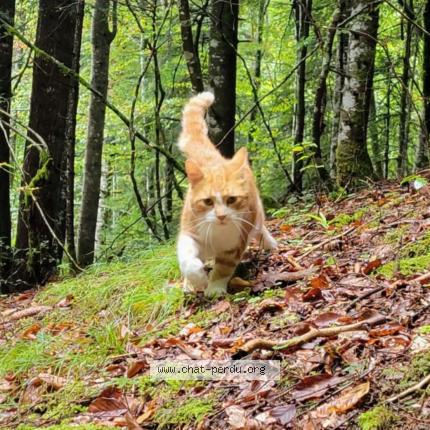 Photo 1/1 Lulu Chat lost in St pierre d entremont