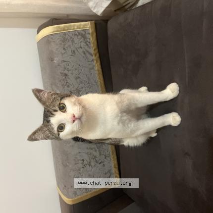 Photo 1/1 Gus Chat lost in Le cannet