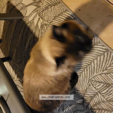 Photo 1/1 Found cat Found in Cannes la bocca