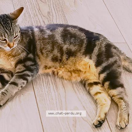 Photo 1/1 Choupie Chat lost in Sainte livrade sur lot