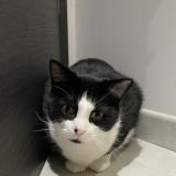 Picture of cat lost at Dommartin Les Remiremont