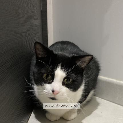 Photo 1/1 Mowgli Chat lost in Dommartin les remiremont