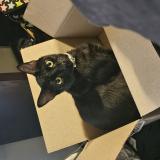 Picture of cat lost at Powdersville