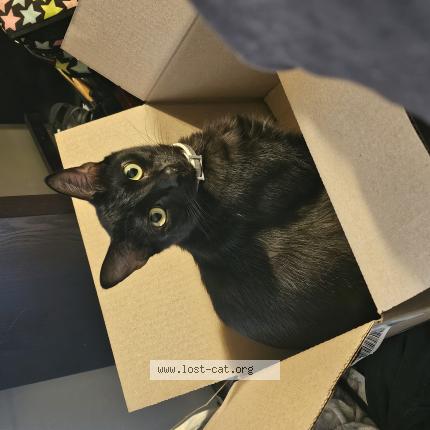 Photo 1/1 roach Chat lost in Powdersville