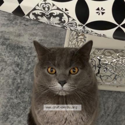 Photo 1/1 Simba Chat lost in Strasbourg