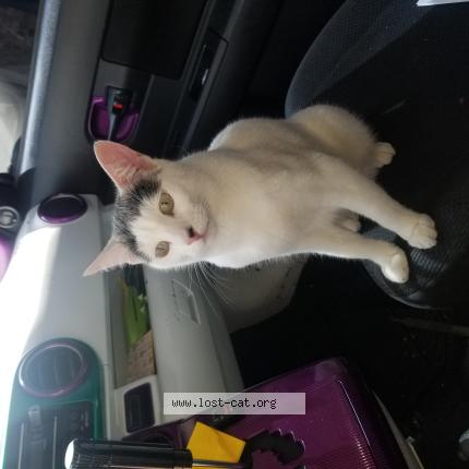 Photo 1/1 Nostro Chat lost in Lakewood