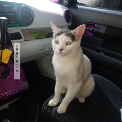 Photo 1/1 Nostro Cat lost in Lakewood