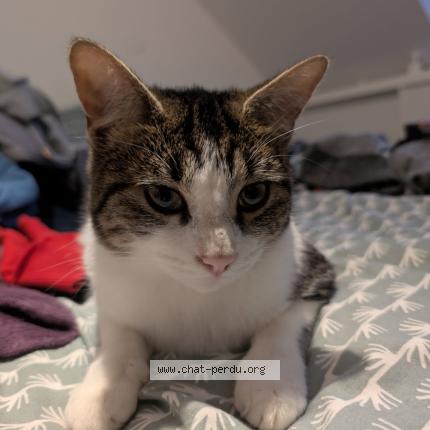 Photo 1/1 Plume Chat lost in Quemeneven