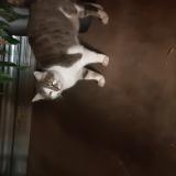 Picture of cat found at Pessac