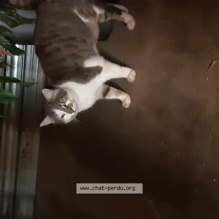 Photo 1/1 Found cat Found in Pessac