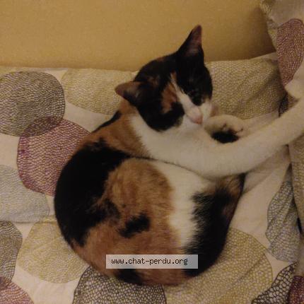 Photo 1/1 Kalie Chat lost in Quemeneven