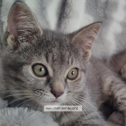 Photo 1/1 Simba Chat lost in Quebec