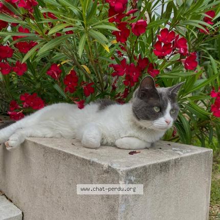 Photo 1/1 MERKEL Chat lost in Saint laurent