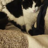 Picture of cat lost at Dax